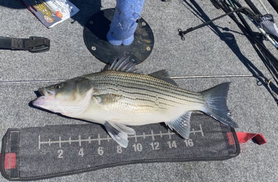 sld3 fishing guide