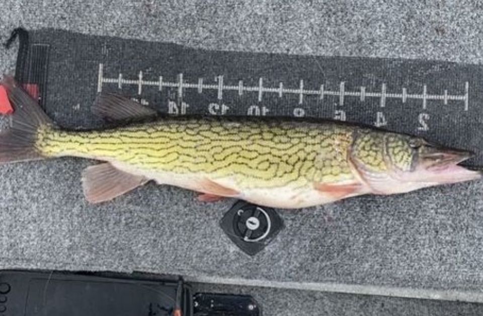 sld2 fishing services